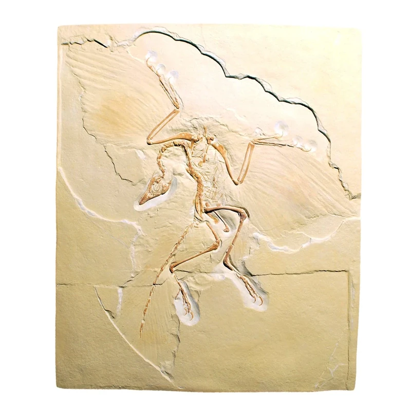 3B Scientific U75005 Archaeopteryx Lithographica Replica