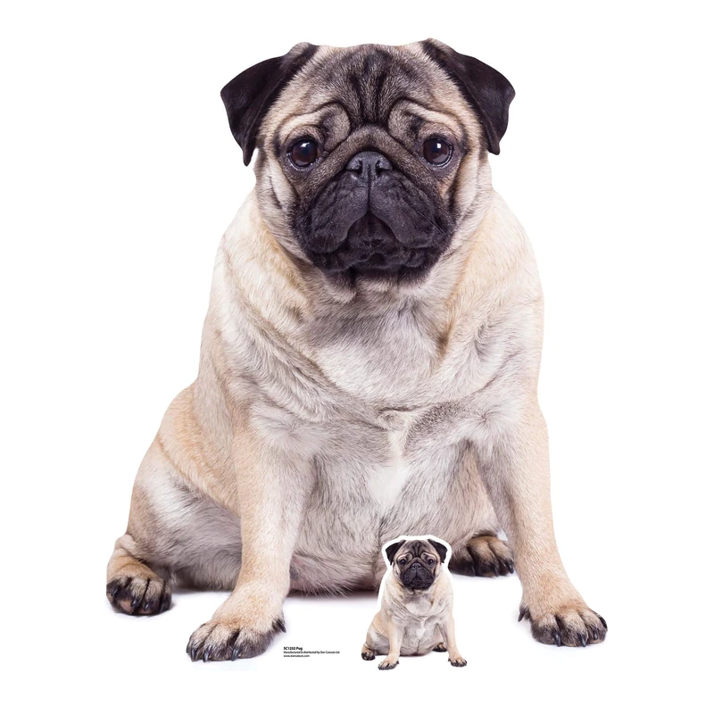 Star Cutouts SC1232 Pug Giant Cardboard Cutout – Dog Lover Display, Party Decoration & Animal Theme Prop - Image 1