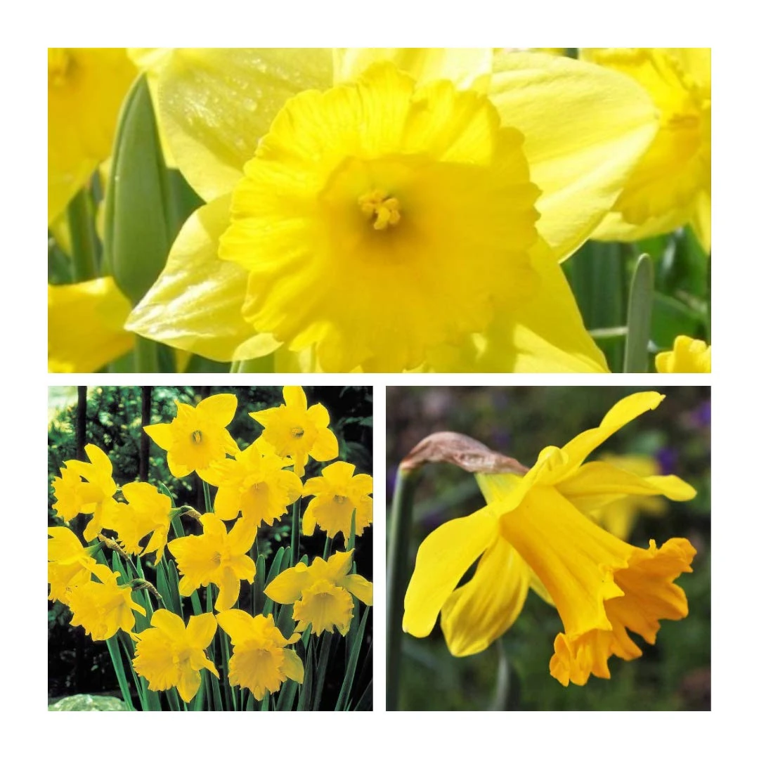 Daffodil King Alfred x 20 Flower Bulbs Size 10 up Rich Golden Yellow Spring Flowers. Easy to Grow