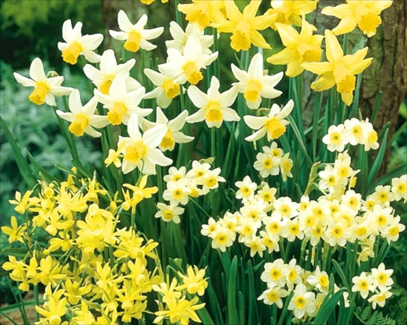 Prins 80 Mixed Miniature Daffodil Narcissus Bulbs - Dwarf Special Mix
