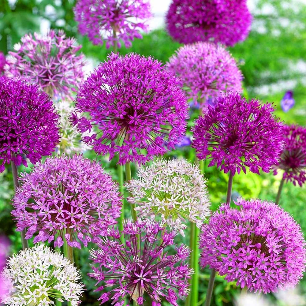GardenersDream 500 x Mixed Allium Coronaria Bulbs - Spring Flowering Bulbs - Outdoor Plants for Gardens, Borders, and Containers - Healthy Hardy Garden Bulb - Grow Your Own Allium Bulb