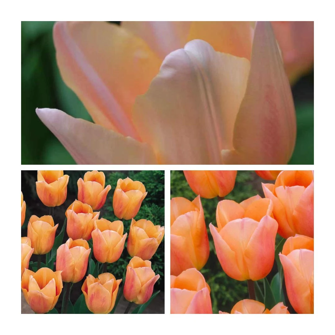 Apricot Beauty x 25 Tulip Flower Bulbs. Fragrant Pretty Tulips with Sturdy Stems. Easy to Grow