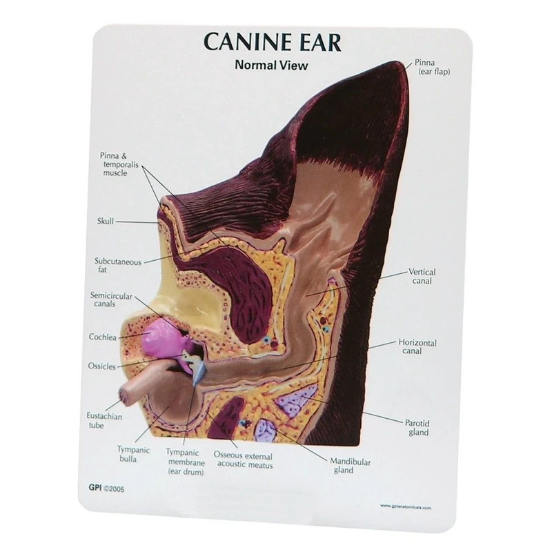 3B Scientific Canine Ear Model - Normal/Infected