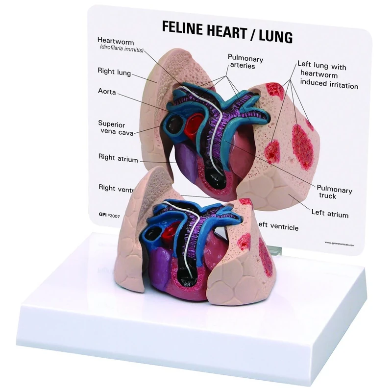 3B Scientific Feline Heart And Lung Model
