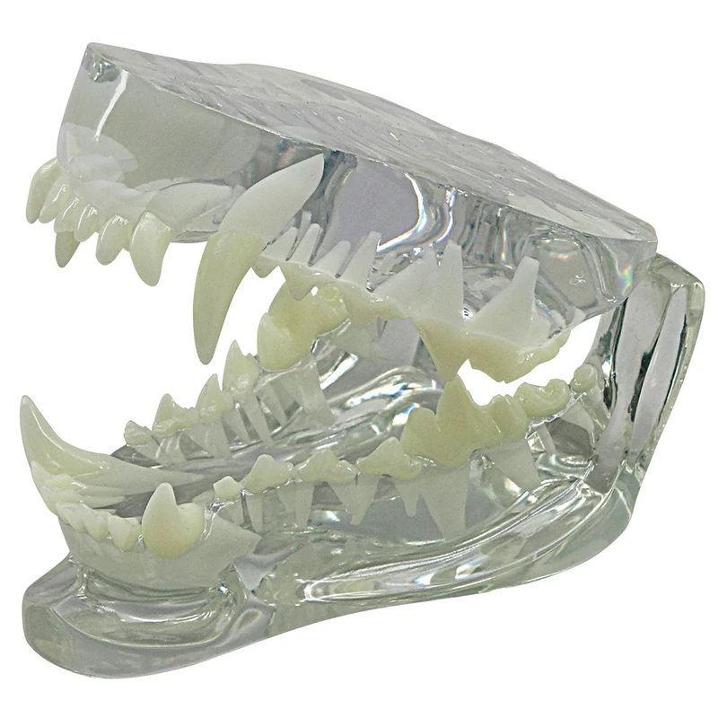 3B Scientific Canine Jaw Model-Clear