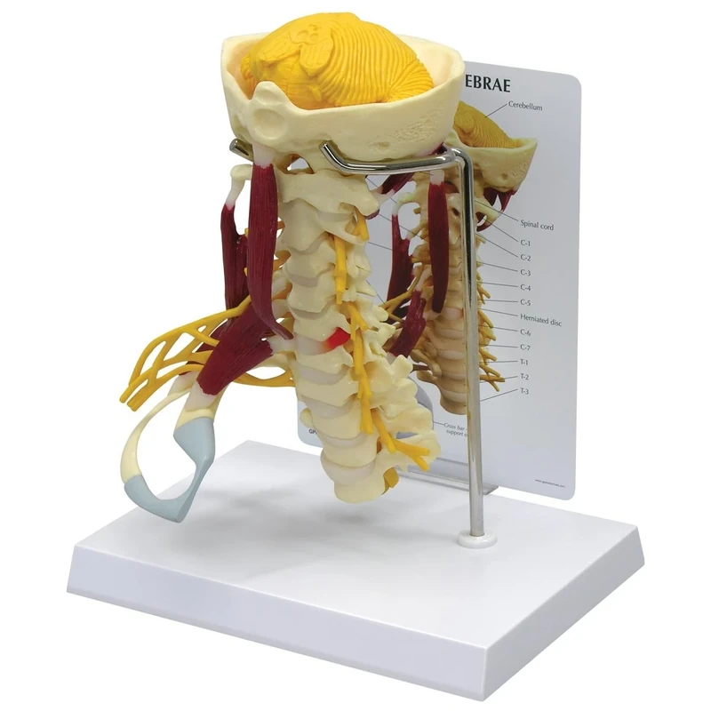 3B Scientific Deluxe Muscled Cervical Spine