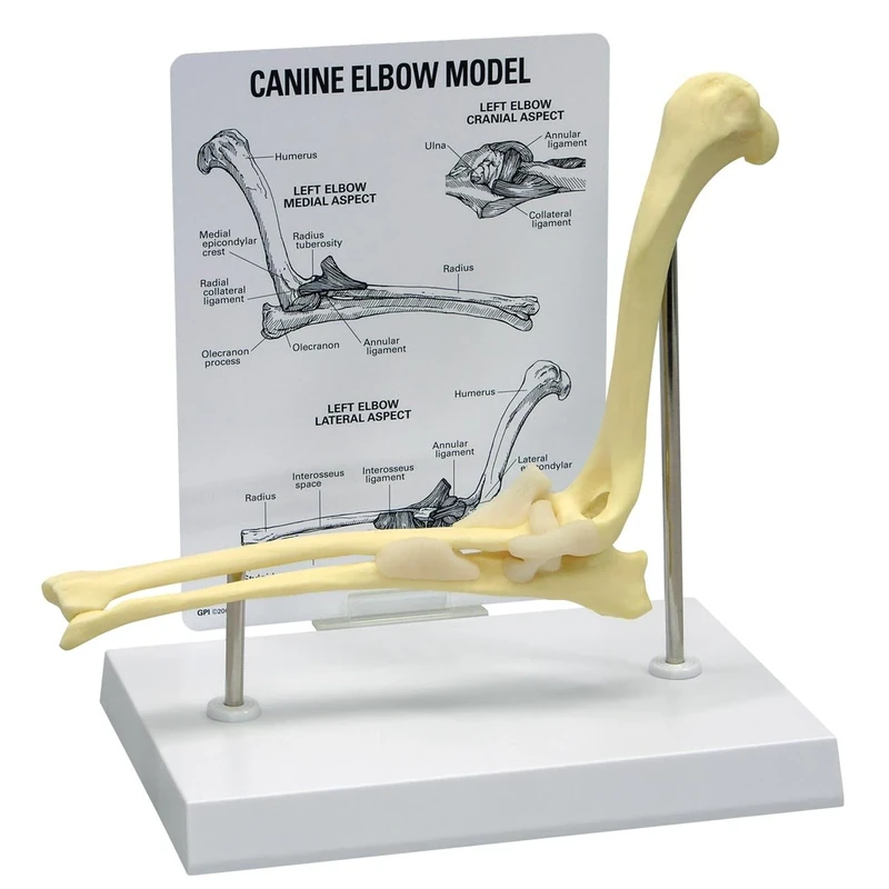 3B Scientific Canine Elbow