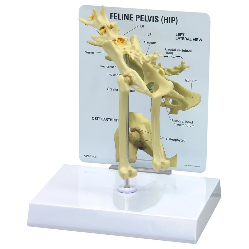 3B Scientific Feline Hip Model