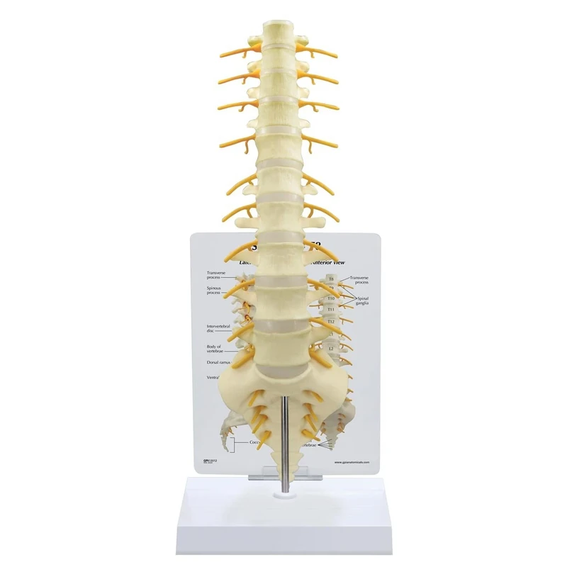 3B Scientific Sacrum -T8 Spine Model