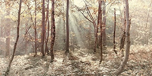 The Art Group "Ian Winstanley Autumn Leaves Canvas Print, Cotton, Multi-Colour, 1.80 x 50.00 x 100.00 cm