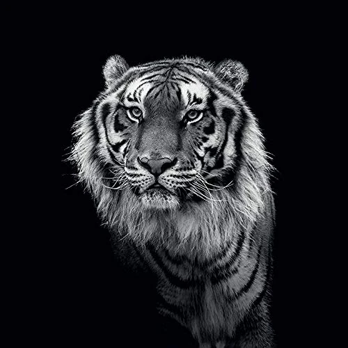 The Art Group Marina Cano (into the Dark III) -Canvas Print 85 x 85cm, Wood, Multicolour, 85 x 85 x 1.3 cm