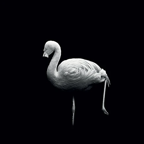 The Art Group Nicolas Evariste (Wanna Play Croquet) -Canvas Print 85 x 85cm, Wood, Multicolour, 85 x 85 x 1.3 cm