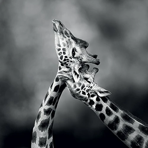 The Art Group Marina Cano (Neck Loving) -Canvas Print 85 x 85cm, Wood, Multicolour, 85 x 85 x 1.3 cm