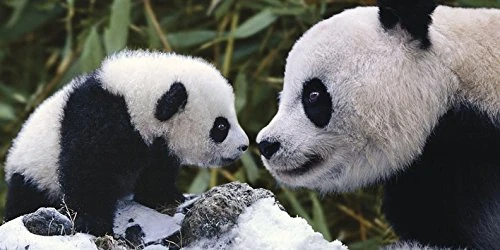 The Art Group Steve Bloom Canvas Print, Multi-Colour, 50 x 100 x 1.3 cm