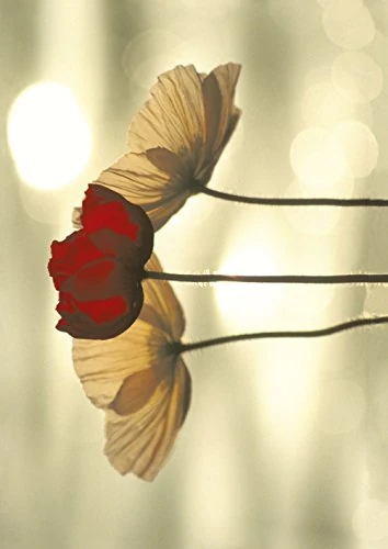 The Art Group "Yoshizo Kawasaki Icelandic Poppies Digital Canvas Print, Multi-Colour, 1.80 x 85.00 x 120.00 cm