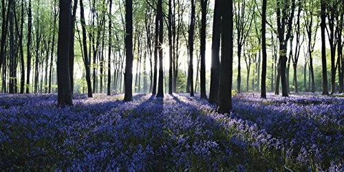 The Art Group "David Clapp Playing The Blues Digital Canvas Print, Multi-Colour, 1.80 x 50.00 x 100.00 cm