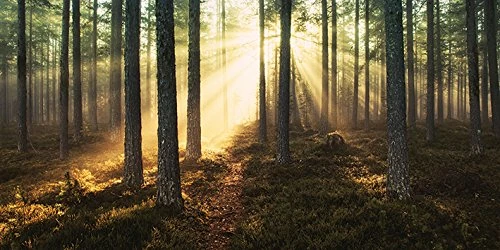 The Art Group "Andreas Stridsberg Sunlight Through Trees Canvas Print, Multi-Colour, 50 x 100 x 1.3 cm