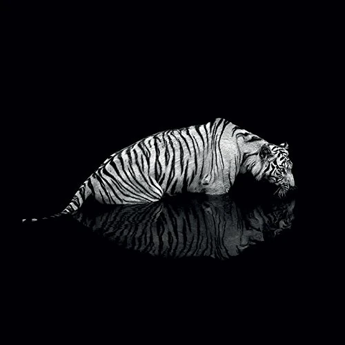 The Art Group Marina Cano (into the Dark II) -Canvas Print 85 x 85cm, Wood, Multicolour, 85 x 85 x 1.3 cm