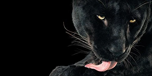 The Art Group "Tim Flach Bhajan Canvas Print, Multi-Colour, 50 x 100 x 1.3 cm