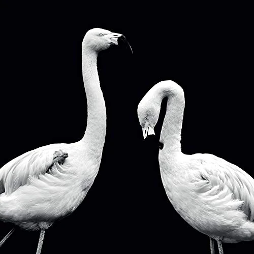 The Art Group Nicolas Evariste (Phoenicopterus Roseus) -Canvas Print 85 x 85cm, Wood, Multicolour, 85 x 85 x 1.3 cm