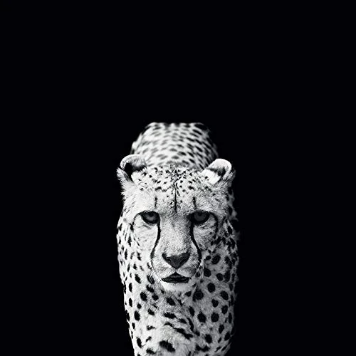 The Art Group "Nicolas Evariste Acinonyx Jubatus Canvas Print, Multi-Colour, 1.80 x 85.00 x 85.00 cm