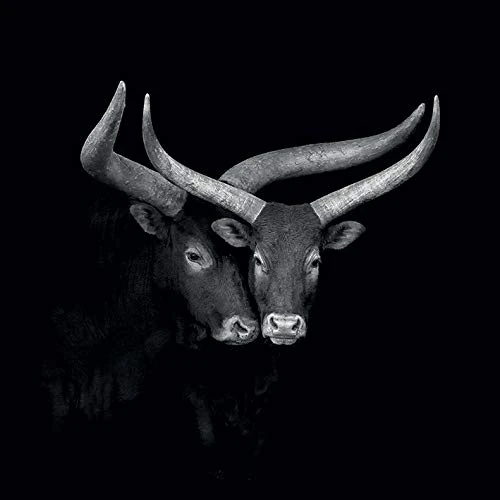 The Art Group Marina Cano (Watusis) -Canvas Print 85 x 85cm, Wood, Multicolour, 85 x 85 x 1.3 cm