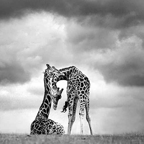 The Art Group Marina Cano Canvas Print, Multi-Colour, 85 x 85 x 1.3 cm