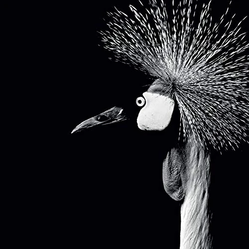 The Art Group Nicolas Evariste Canvas Print, Multi-Colour, 85 x 85 x 1.3 cm