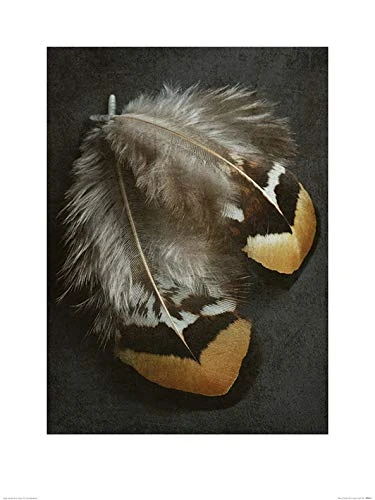 The Art Group "Alyson Fennell Pheasant Feather Duo Paper Art Print, Multi-Colour, 60 x 80 x 1.3 cm