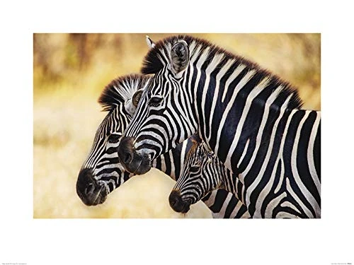 The Art Group "Mario Moreno Trio of Zebras Paper Art Print, Multi-Colour, 60 x 80 x 1.3 cm