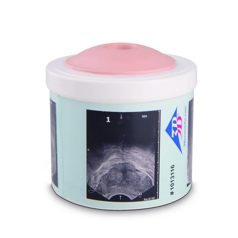 3B Scientific P58/1 Prostate Palpation Model with 4 Stages