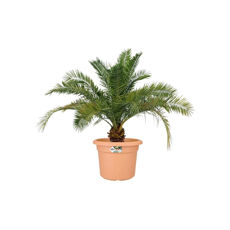 elho green basics cilinder 80cm - Brown/Mild Terra - Image 1