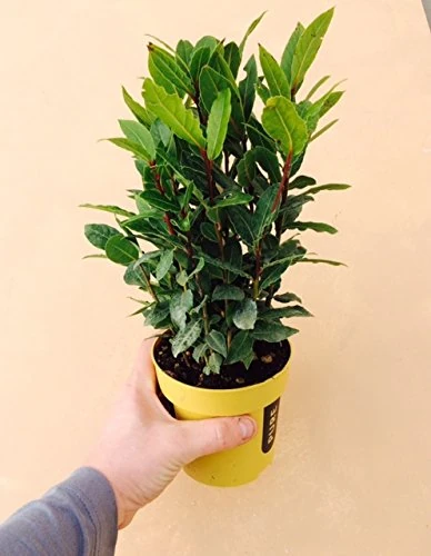 Laurus nobilis, Bay Tree, Large Plant in a 13cm Pot, Cooking Bay Leaf Tree Herb