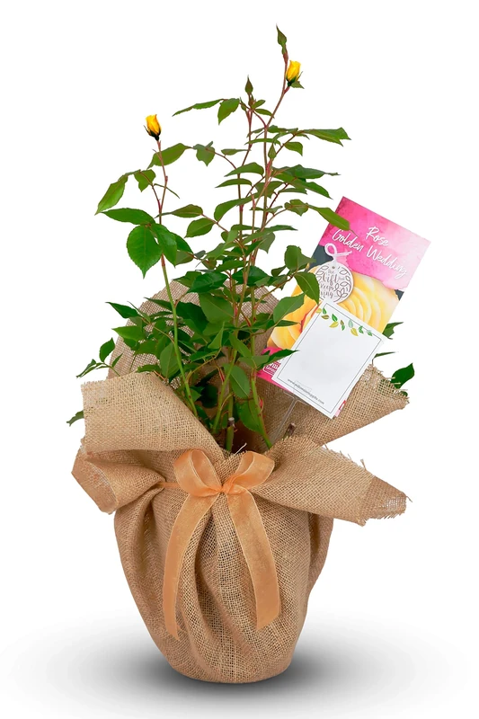 Golden Wedding Rose - 50th Anniversary Rose Bush - Gift Wrapped Golden Anniversary Rose