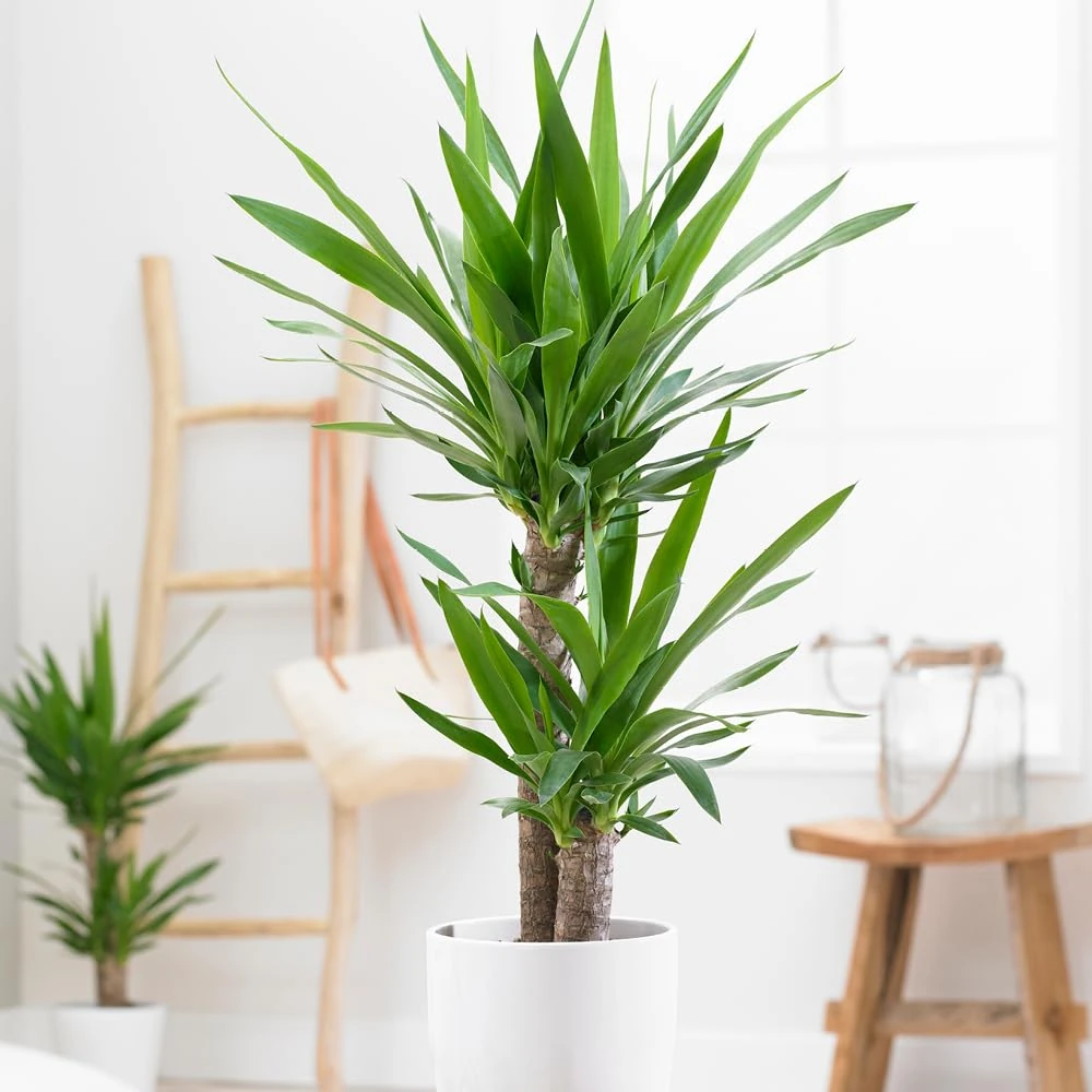 YouGarden Yucca 2 Stem, One Stem 5cm Tall and The Other 12cm Tall, Established Houseplant in 17cm Pot, 70cm Tall, Supplied as Yucca Houseplant, Perfect for Homes and Offices Easy to Care