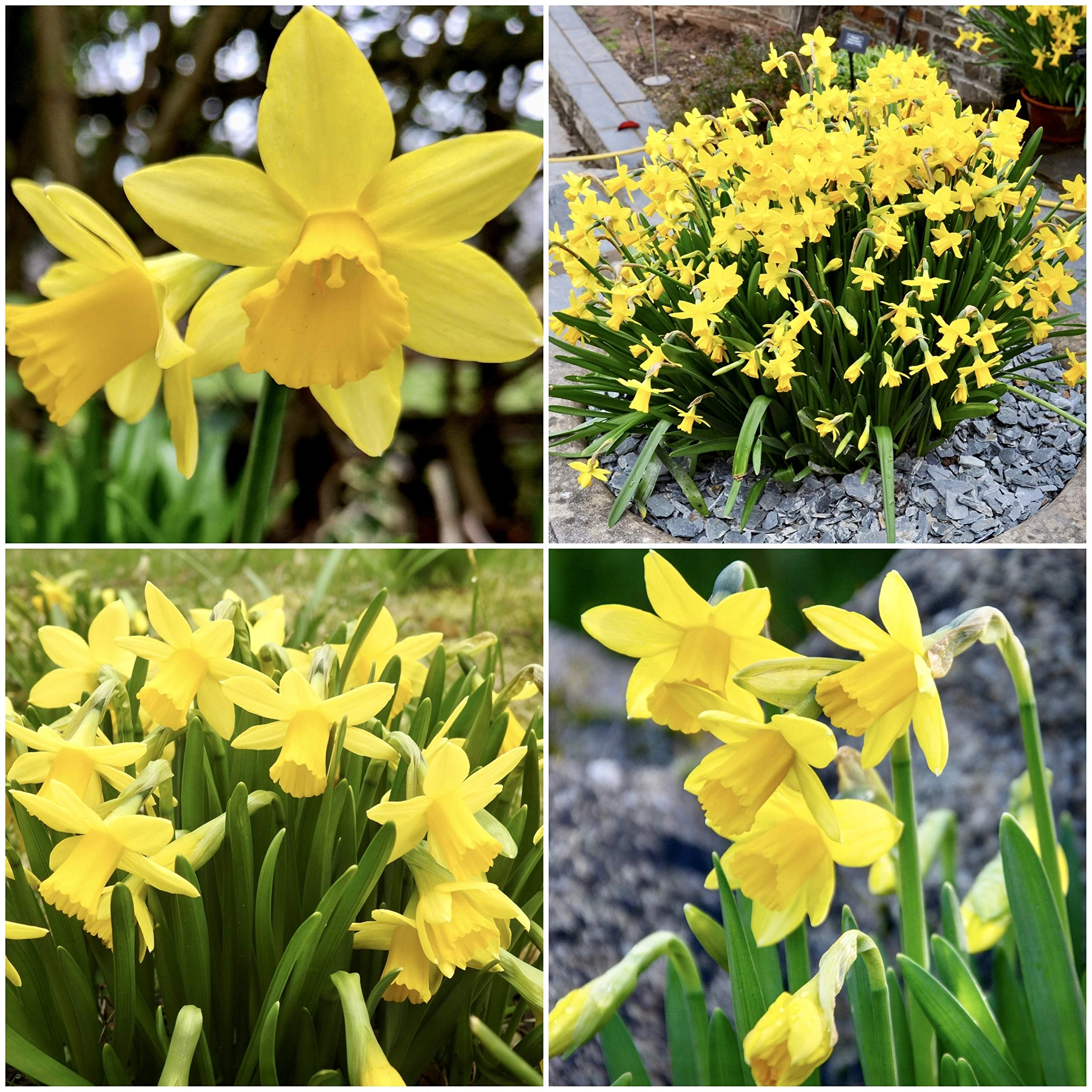 Woodland bulbs® 100 x Daffodils Bulbs “Tete A Tete” Daffodil & Narcissus Dwarf Narcissi Miniature Spring Flowering Bulbs