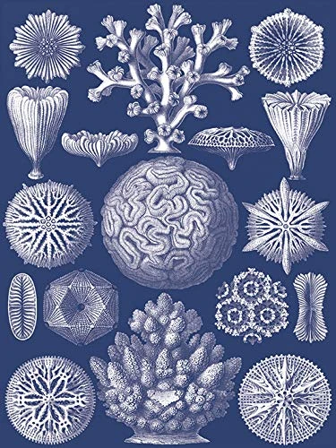 Piddix Coastal Nature II Canvas - 60 x 80cm Wall Art