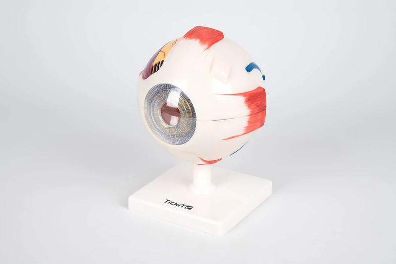 TickiT 03101 Human Eye 4x Life Size Model, 6 Parts