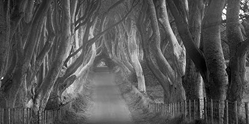 Dennis Frates Canvas, Multi-Colour, 50 x 100 cm