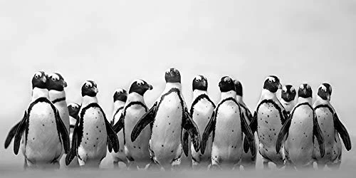 Marina Cano (Cape Town Penguins 50 x 100cm Canvas