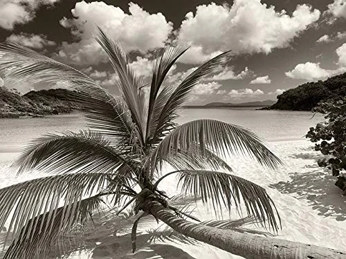 Dennis Frates (Still Growing To The Sun 60 x 80cm Canvas