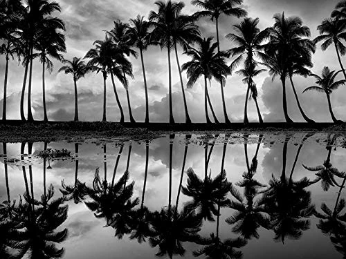 Dennis Frates (Palm Reflection 60 x 80cm Canvas