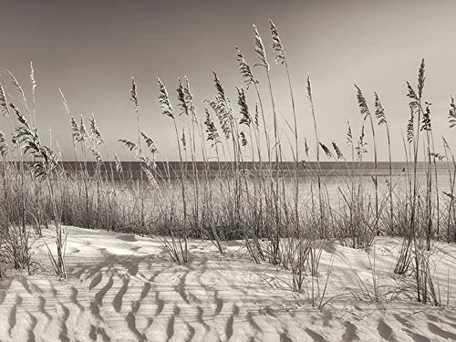 Dennis Frates (Dune Grass 60 x 80cm Canvas