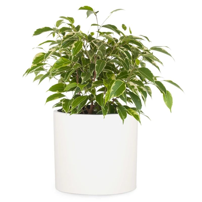Fox & Fern Plant Pot, Large Plant Pots for Indoor & Outdoor, UV & Frost Resistant Plant Vase with Drainage Plug, Fiberstone, Large Indoor Pots for Plants & Flowers, House Indoor Plant Pot, Single Pot