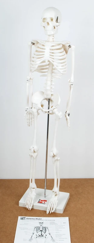 TickiT 03064 Half-Scale Skeleton Model