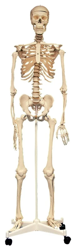 TickiT 03067 Life Size Skeleton Model