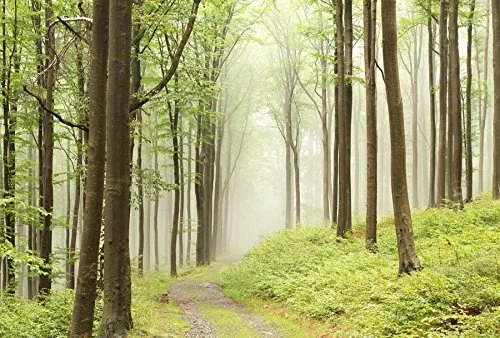 Scenolia Panoramic Poster Wallpaper Forest 4 x 2.70 m XXL HD Quality