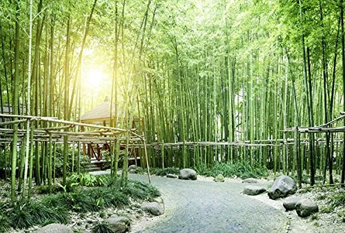 Scenolia Poster Wallpaper 3 x 2.70 m XXL HD Quality Decorative Wall and Photo Green Bamboo