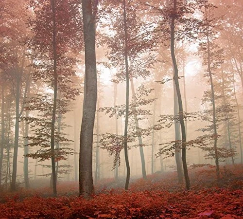 Scenolia HD Decorative Wallpaper for Posters 3 x 2.70 m XXL