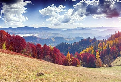 Scenolia Photo Wallpaper Decorative Poster 3 x 2.70 m XXL Quality